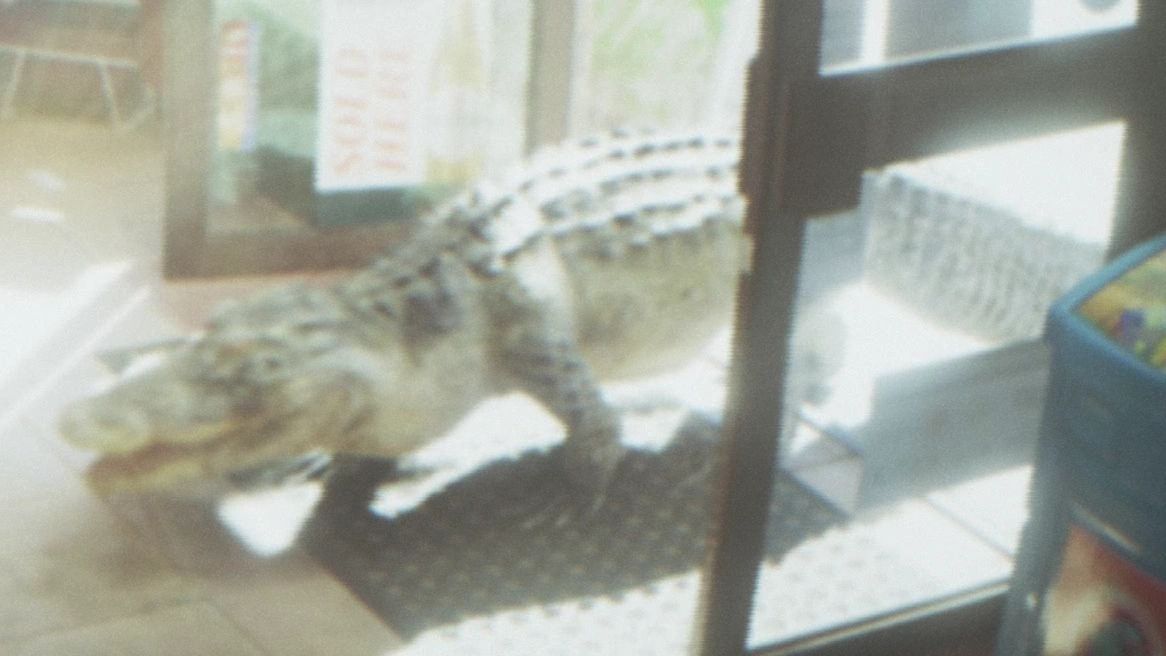 Alligators dans GTA 6