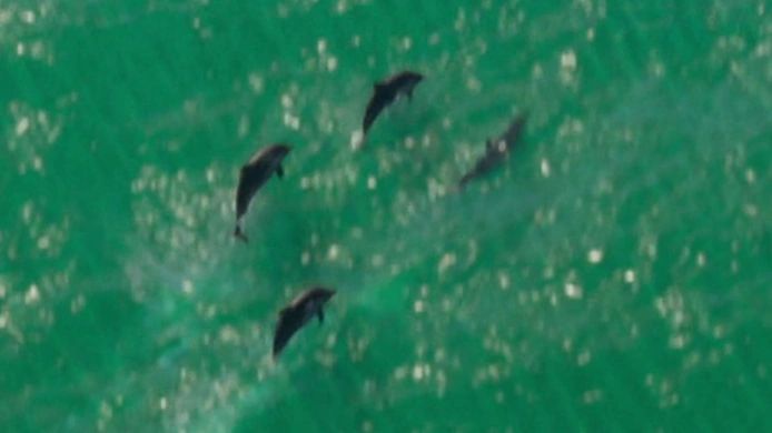 Dauphins dans GTA 6