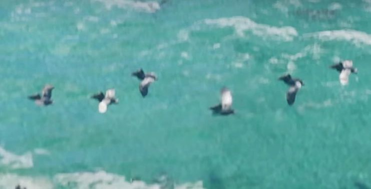 Pélicans et cormorans dans GTA 6