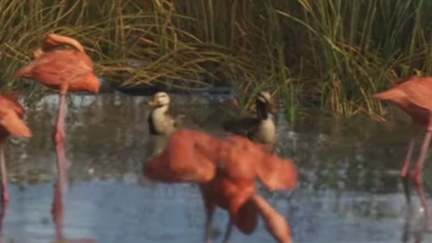 Canards dans GTA 6