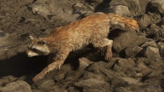 Ratons laveurs dans GTA 6