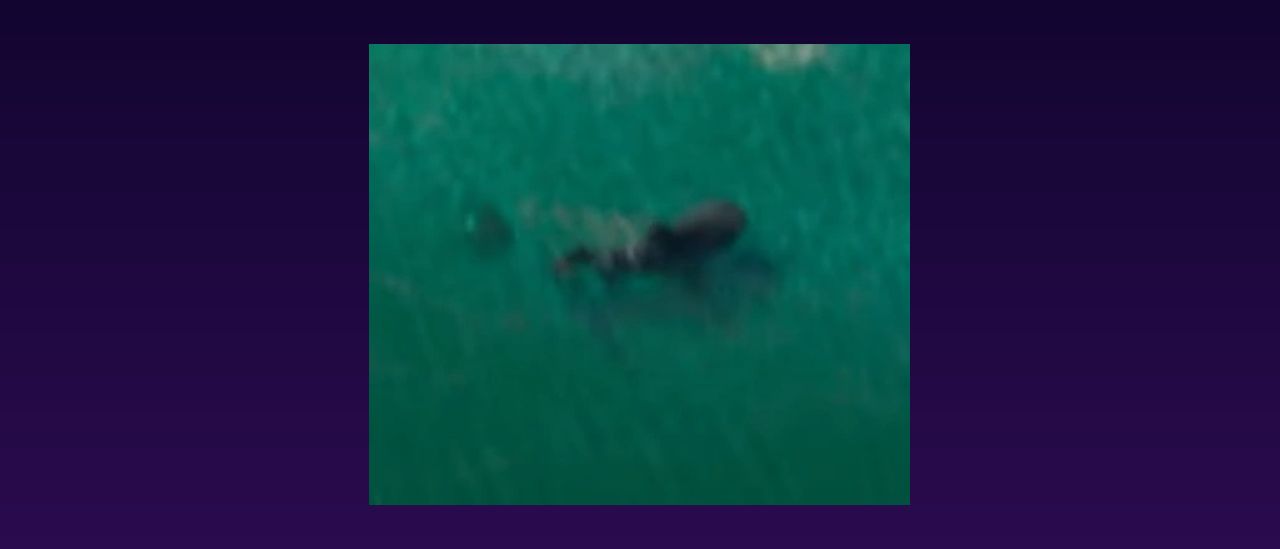 Requins dans GTA 6